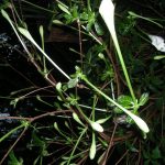 Euclinia longiflora 19715208 POPUP
