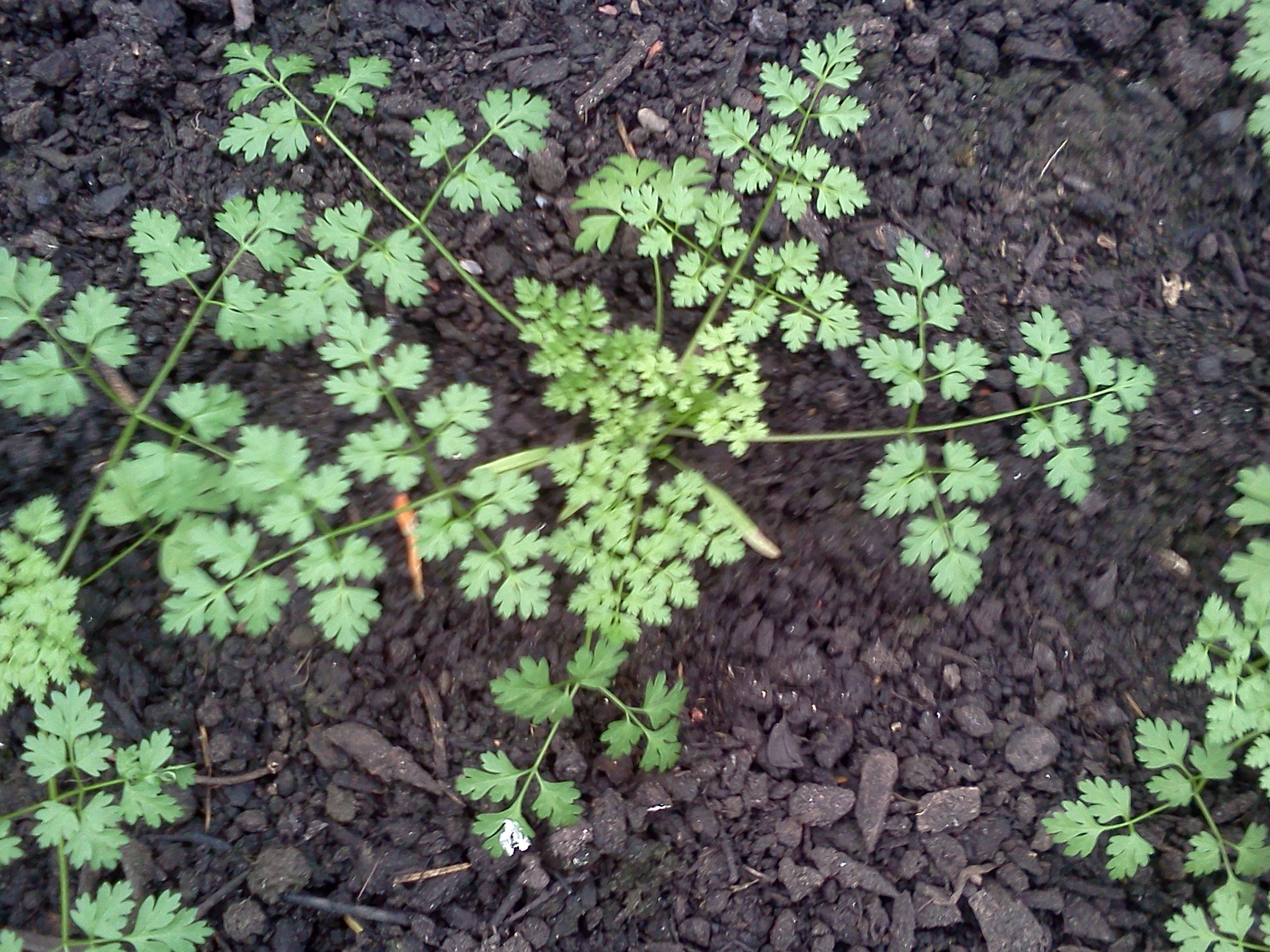 Winter Herbs in the Edible Garden â€