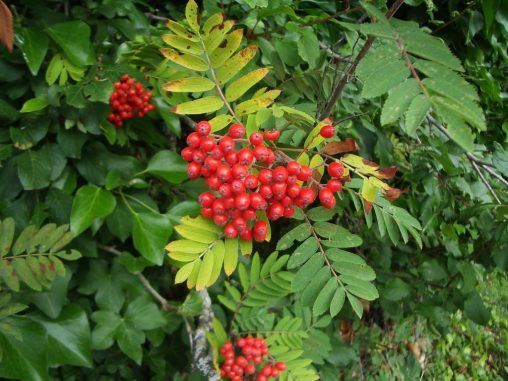 Rowan berries Atholl