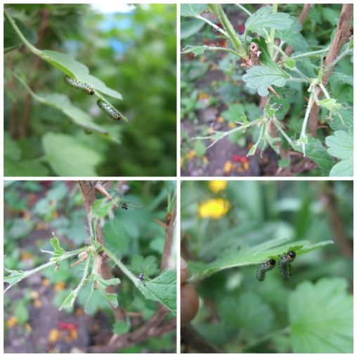 Gooseberry sawfly Collage