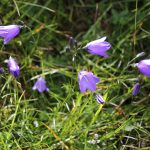 Scottish Bluebell Campanula rotundifolia