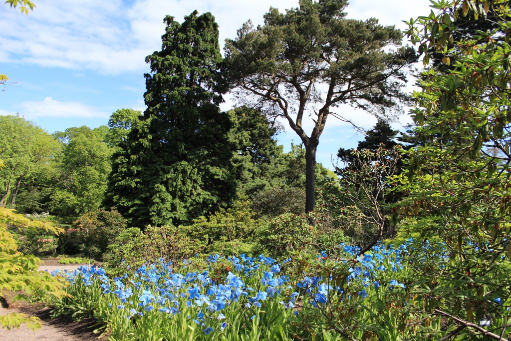 Scots Pine for Favourite? – Botanics Stories