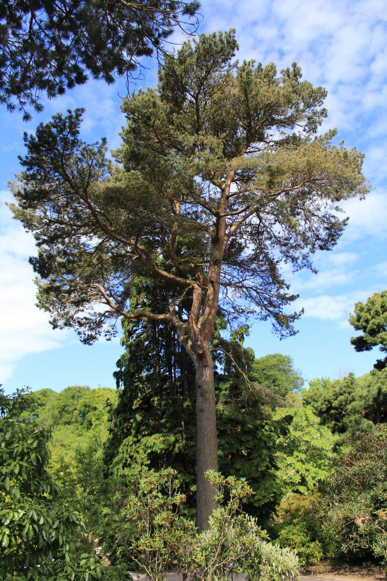 Scots pine что это