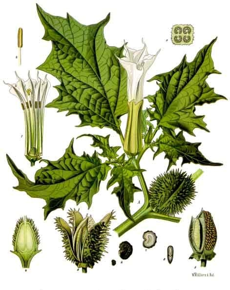 Datura stramonium   Köhler–s Medizinal Pflanzen 051
