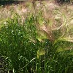 Foxtail barley1