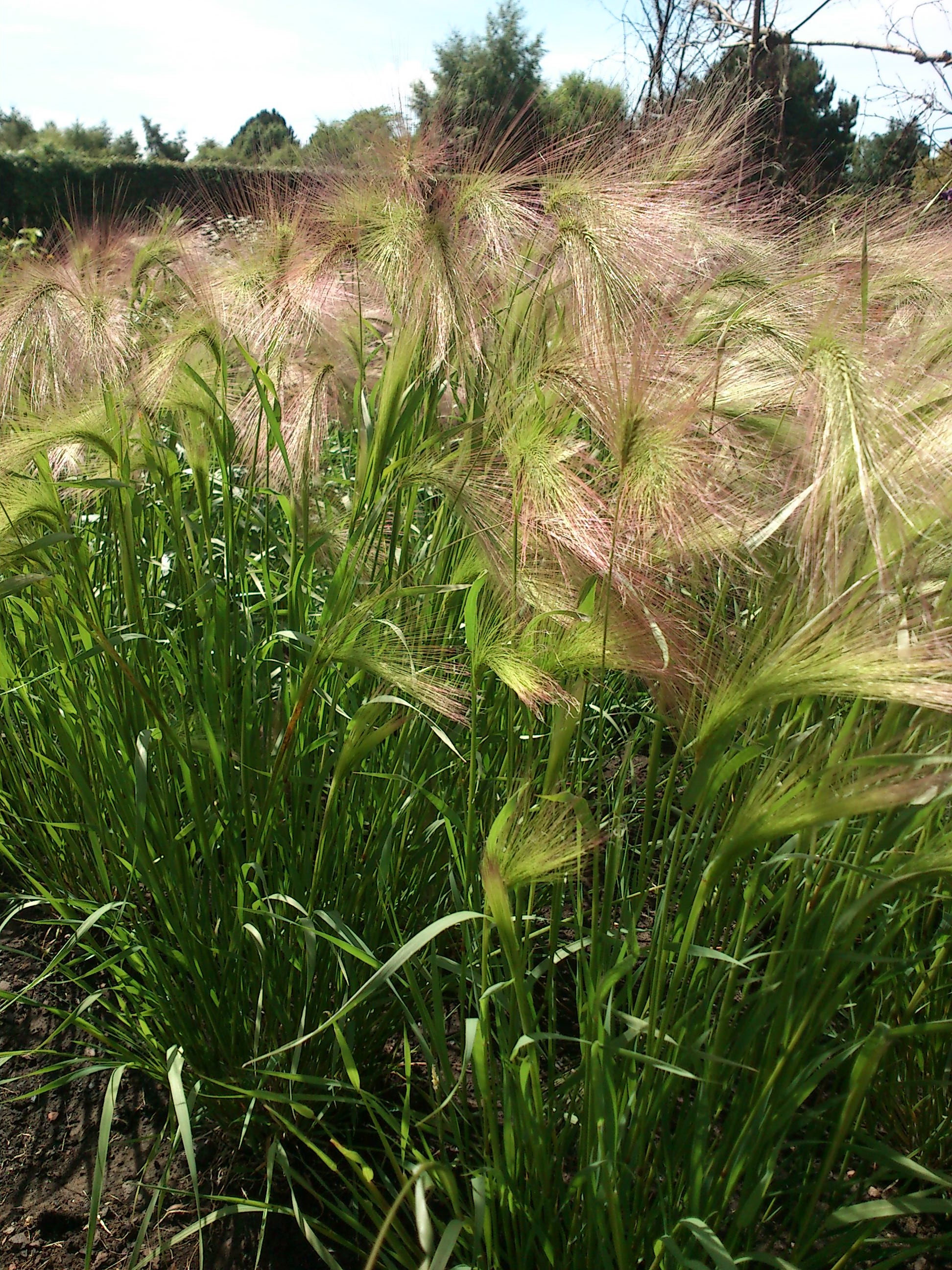 Foxtail barley – Botanics Stories
