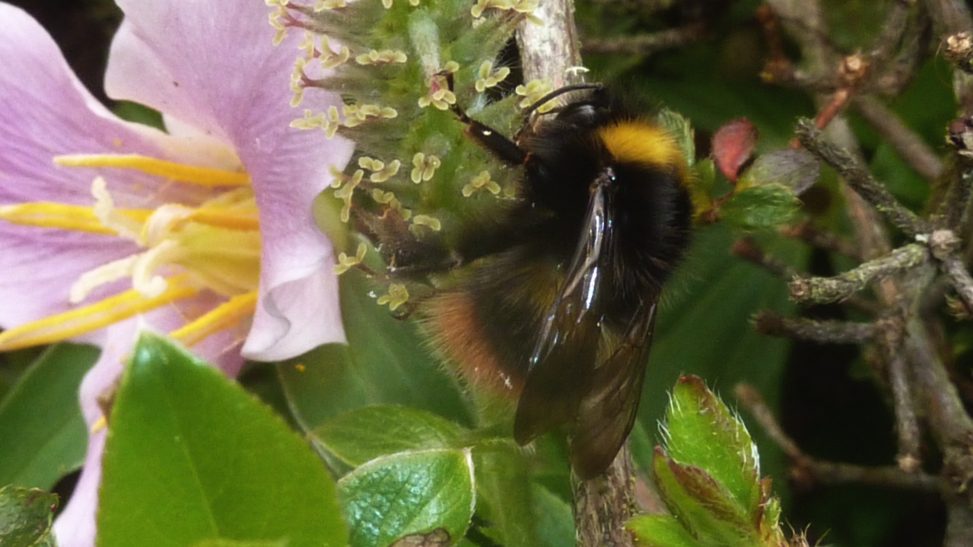 P1170113m Early Bumblebee Bombus pratorum on Salix