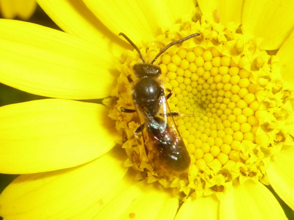 P1220436m solitary bee Lasioglossum calceatum on Corn Marigold Glebionis segetum