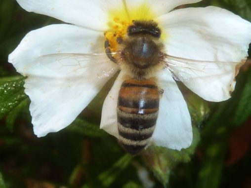 P1350596m Honey Bee Apis mellifera on Cistus