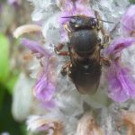 P1370553 Wool Carder Bee Anthidium manicatum on Stachys byzantina