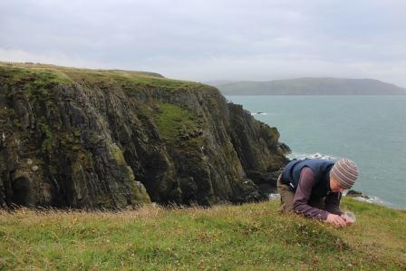 Kate on cliffs above Port Logan collecting Spergularia media