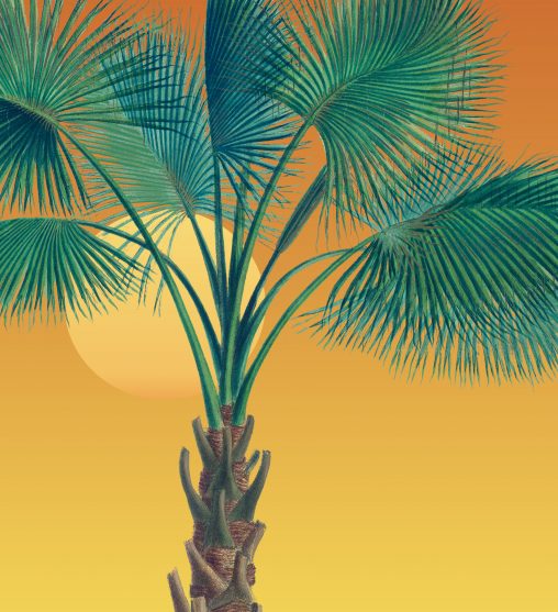 Palms lead image