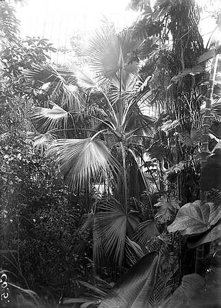 sabal palm in Tropical Palmhouse circa 1860 from glass plate negative