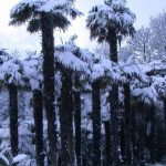 snow covered palms at Logan