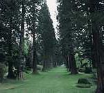 Benmore redwoods