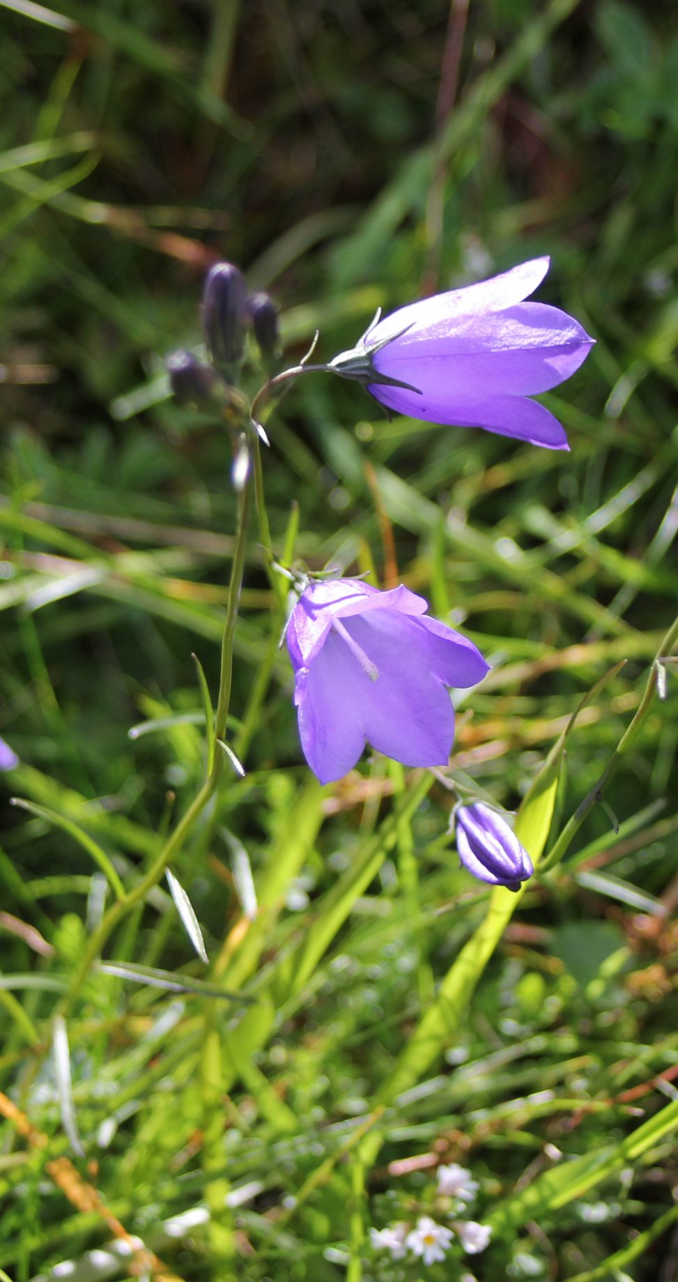 Campanula rotundifoliacr