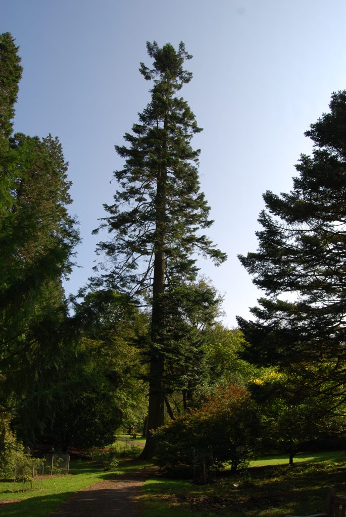 How tall are these trees? Botanics Stories