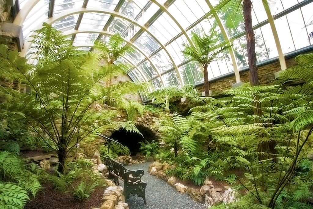 The Fernery – Botanics Stories