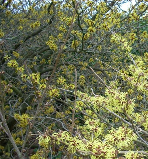 1.1.2.1 Hamamelis mollis 19687602C with H m Pallida 19560194A in foreground