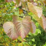 1.1.2.12 Euptelia polyandra autumn colour leaves 27 11 07