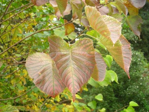 1.1.2.12 Euptelia polyandra autumn colour leaves 27 11 07