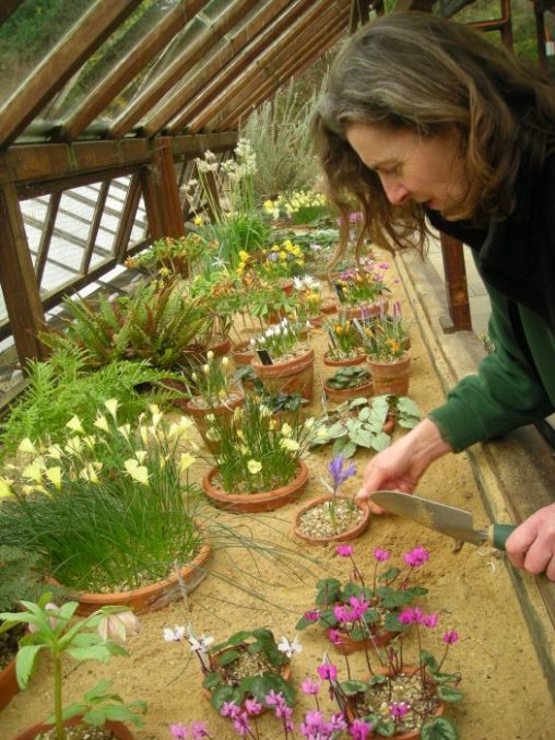 Elspeth plunging alpines for display in the sand bed