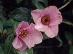 1.1.2.3 Camellia x williamsii bow bells