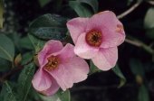 Camellia x williamsii 'Bow bells'