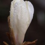 1.1.2.4 Magnolia cylindrica 19972210
