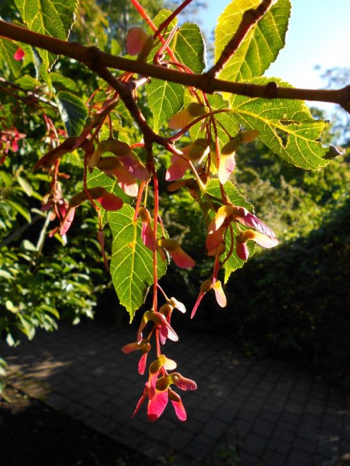 Acer pectinatum ssp. laxiflorum. Photo by Tony Garn