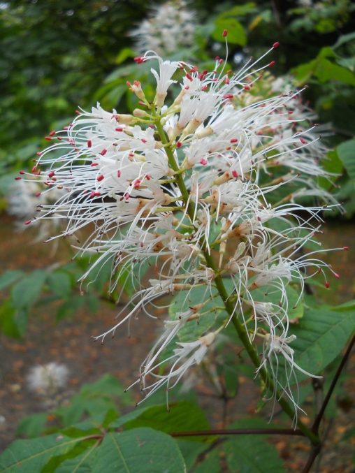 Aesculus parviflora 19280224A POPUP