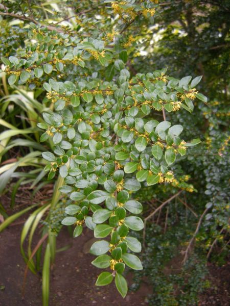 Azara microphylla 20050306A