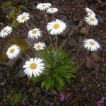 Celmisia hookeri 20030933A