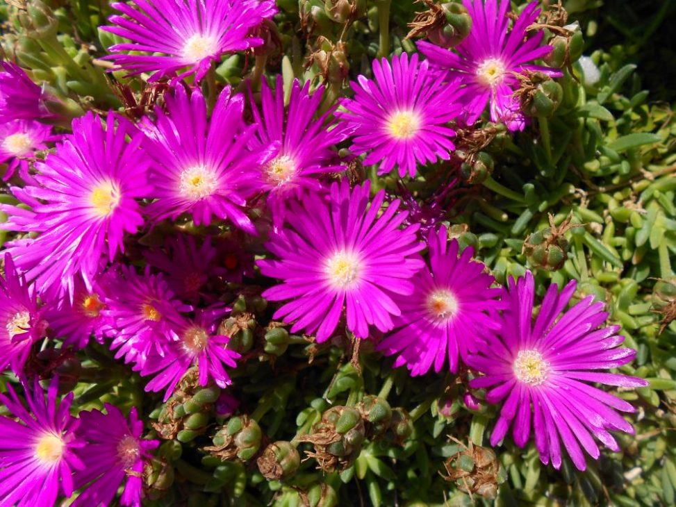 Delosperma lavisiae 19912677F Hilliard Burtt 19163 1