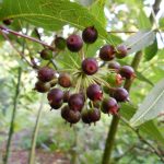 Eleutherococcus leuchorizus var. setchuensis 20011310A Sich exp 1624 popup