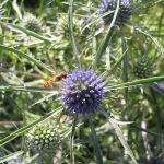 Eryngium amethystinum var. euspinosa 19962589B Tait 677 005 POPUP