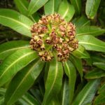 Euphorbia mellifera 19694389