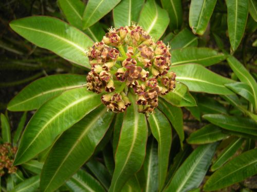 Euphorbia mellifera 19694389
