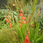 Gladiolus dalenii 2