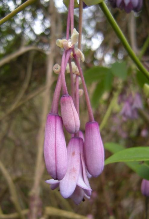 Holboellia latifolia 3
