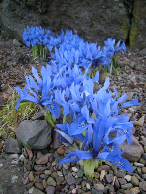 Iris histrioides 19360356 014