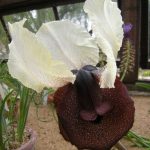 Iris iberica var elegantissima 20022125 062
