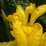 Iris pseudacorus 19694882D 7