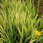 Iris pseudacorus Variegata 19694883C