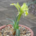 Iris pseudocaucasica 20051488