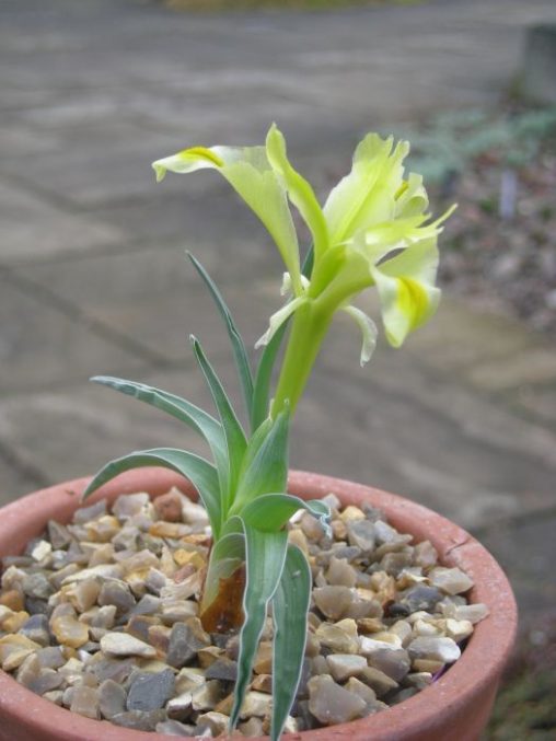Iris pseudocaucasica 20051488