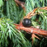 Juniperus 022