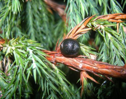 Juniperus 022