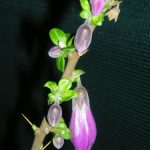 Latua pubiflora 19980518H 1UCEXC 165
