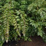 Leucothoe fontanesiana 19633936A 2 POPUP